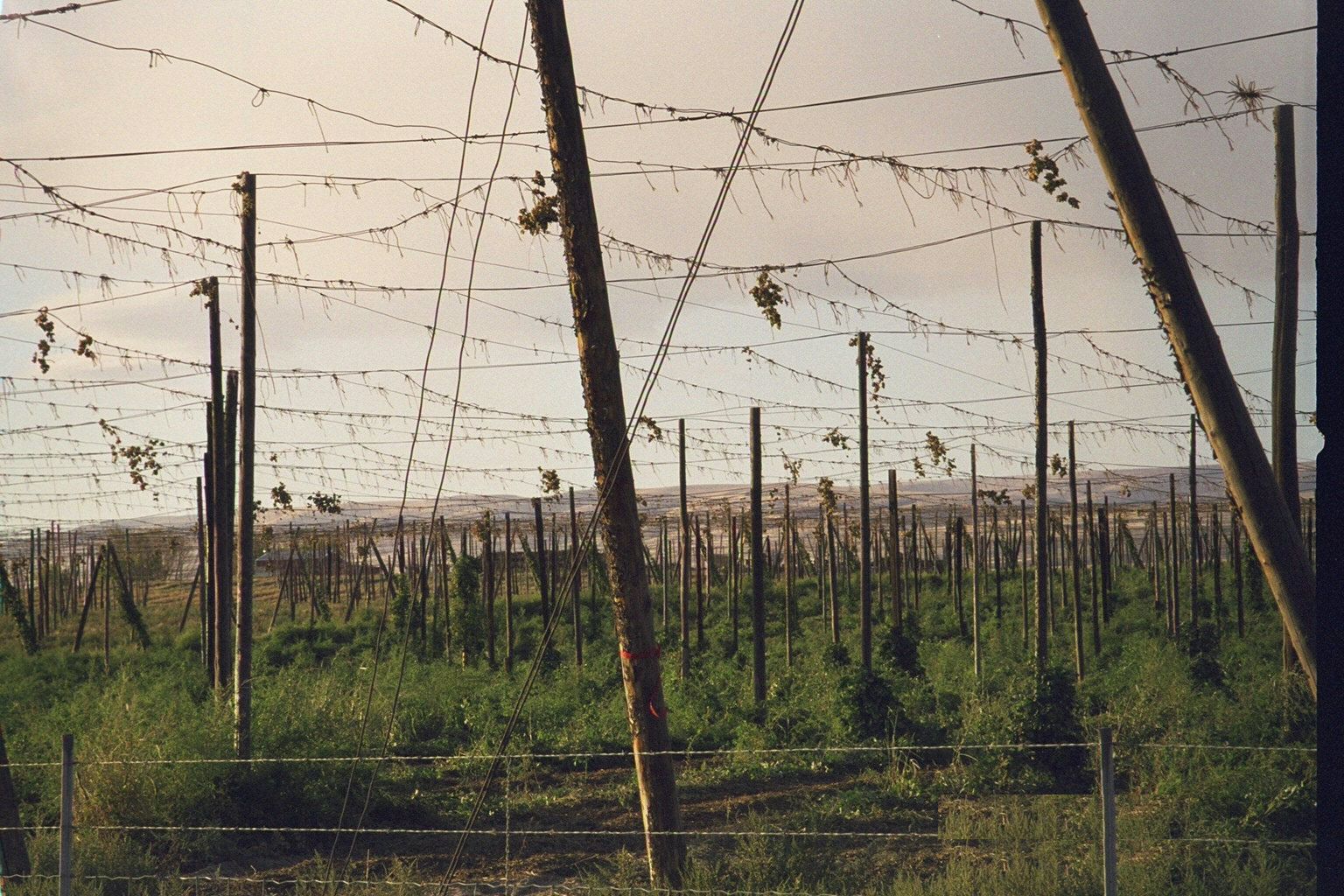 Rows of trellised hop plants in a field near Moxee, east of the city of Yakima in Yakima County, Washington.